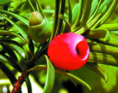 紅豆杉樹在園林綠化中有哪些優(yōu)勢？
